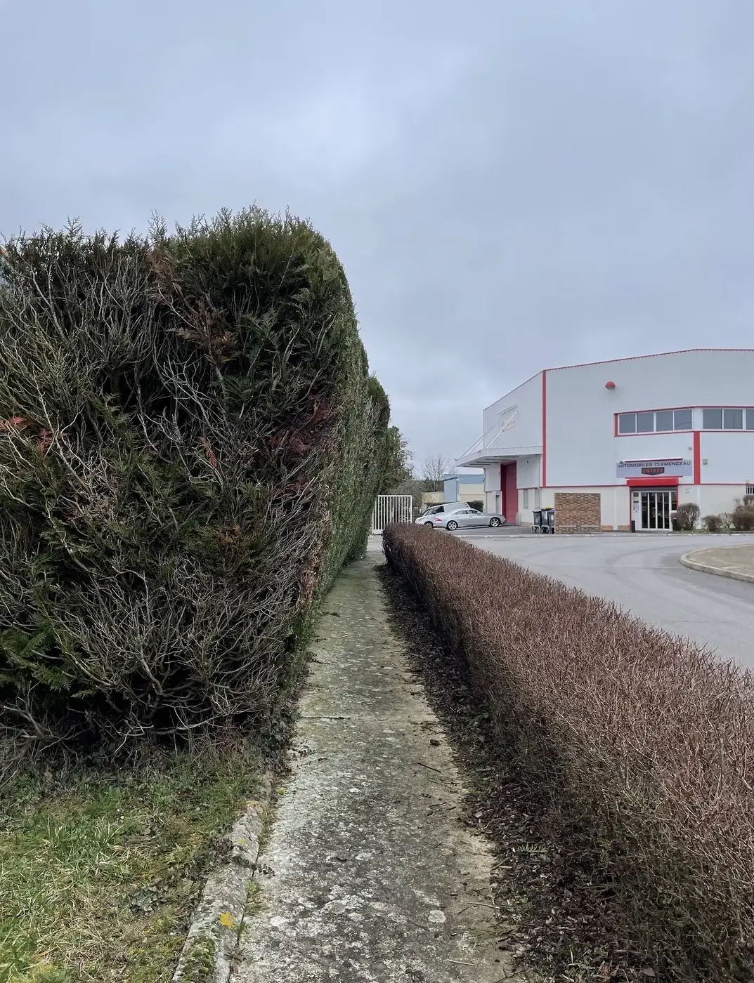 Haies empiétant sur un chemin piéton avant rabattage