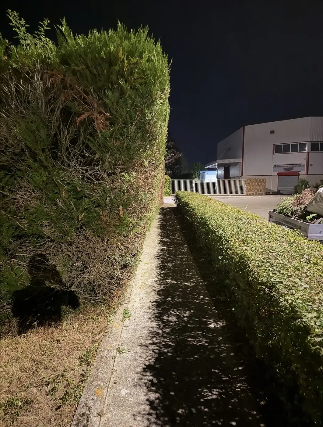Chemin piéton dégagé après rabattage des haies